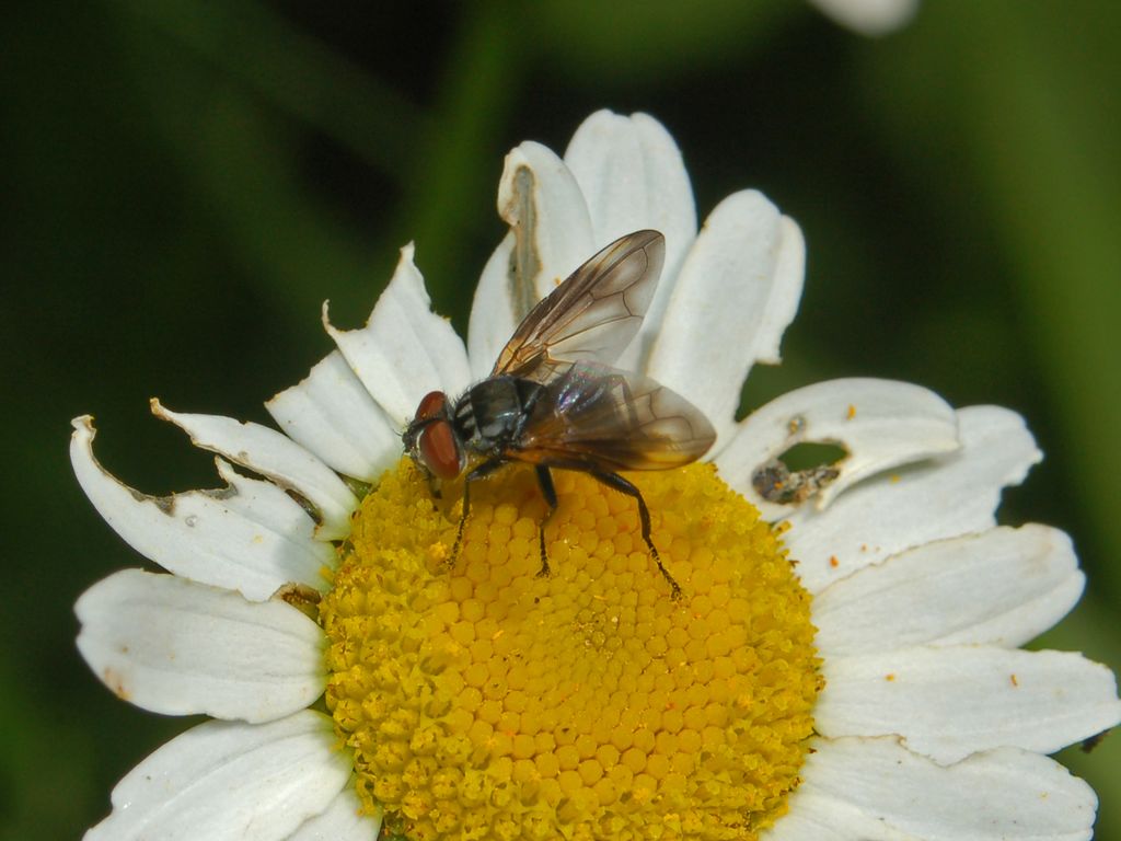 Phasia obesa M (Tachinidae)